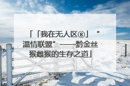 「我在无人区⑧」“温情联盟”——黔金丝猴雌猴的生存之道