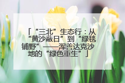 “三北”生态行：从“黄沙蔽日”到“绿毯铺野”——浑善达克沙地的“绿色重生”