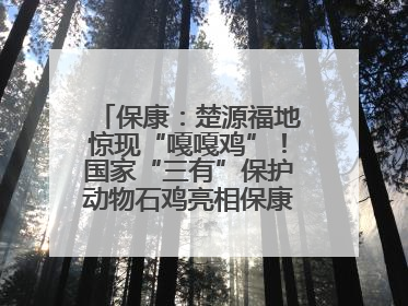 保康：楚源福地惊现“嘎嘎鸡”！国家“三有”保护动物石鸡亮相保康沿河公园