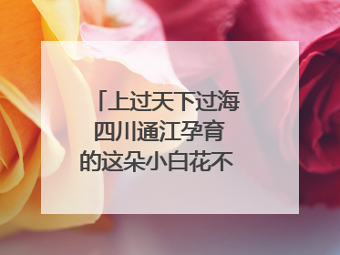 上过天下过海 四川通江孕育的这朵小白花不简单｜川陕渝网络名人巴中行