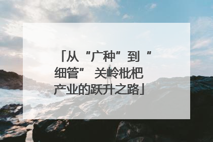 从“广种”到“细管” 关岭枇杷产业的跃升之路