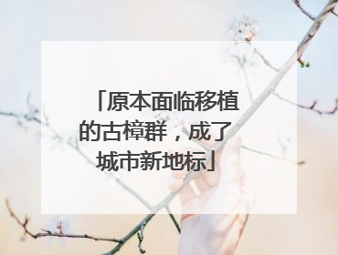 原本面临移植的古樟群，成了城市新地标