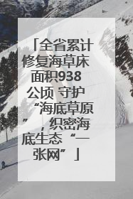 全省累计修复海草床面积938公顷 守护“海底草原”，织密海底生态“一张网”