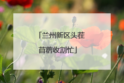 兰州新区头茬苜蓿收割忙