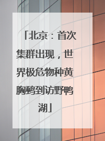 北京：首次集群出现，世界极危物种黄胸鹀到访野鸭湖