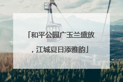 和平公园广玉兰盛放，江城夏日添雅韵