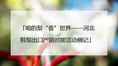 咱的梨“香”世界——河北鲜梨出口产销对接活动侧记