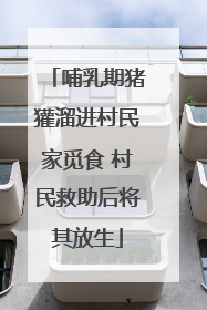 哺乳期猪獾溜进村民家觅食 村民救助后将其放生