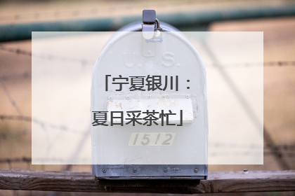 宁夏银川：夏日采茶忙