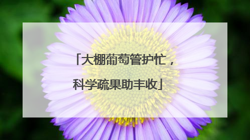 大棚葡萄管护忙，科学疏果助丰收