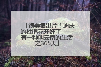 很美很出片！迪庆的杜鹃花开好了——有一种叫云南的生活之365天