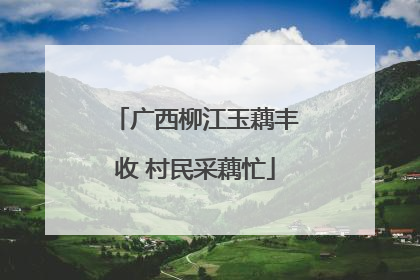 广西柳江玉藕丰收 村民采藕忙