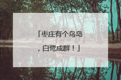 枣庄有个鸟岛，白鹭成群！