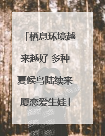 栖息环境越来越好 多种夏候鸟陆续来厦恋爱生娃