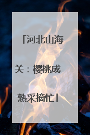 河北山海关：樱桃成熟采摘忙