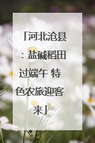 河北沧县：盐碱稻田过端午 特色农旅迎客来