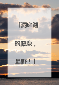 洞庭湖的麋鹿，最野！