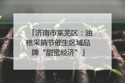 济南市莱芜区：油桃采摘节催生区域品牌“甜蜜经济”