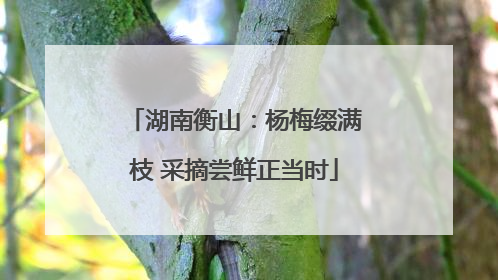 湖南衡山：杨梅缀满枝 采摘尝鲜正当时