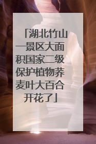 湖北竹山一景区大面积国家二级保护植物荞麦叶大百合开花了