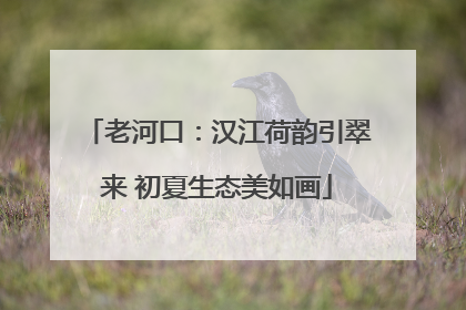 老河口：汉江荷韵引翠来 初夏生态美如画
