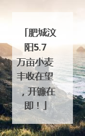 肥城汶阳5.7万亩小麦丰收在望，开镰在即！