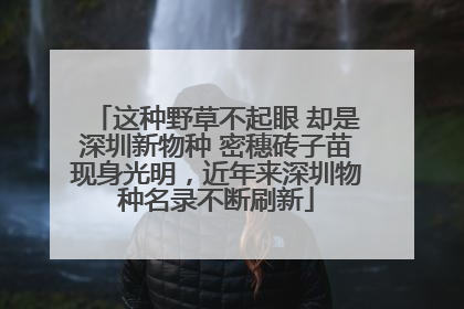 这种野草不起眼 却是深圳新物种 密穗砖子苗现身光明，近年来深圳物种名录不断刷新