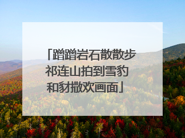 蹭蹭岩石散散步 祁连山拍到雪豹和豺撒欢画面