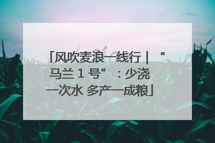 风吹麦浪一线行｜“马兰 1 号”：少浇一次水 多产一成粮