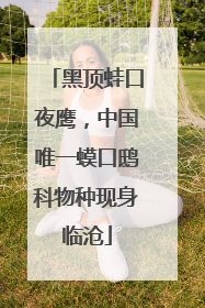 黑顶蛙口夜鹰，中国唯一蟆口鸱科物种现身临沧