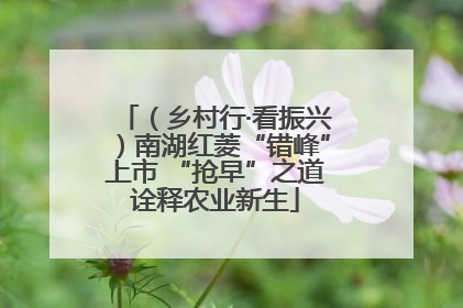 （乡村行·看振兴）南湖红菱“错峰”上市 “抢早”之道诠释农业新生