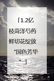 1.2亿枝菏泽芍药鲜切花绽放“国色芳华”
